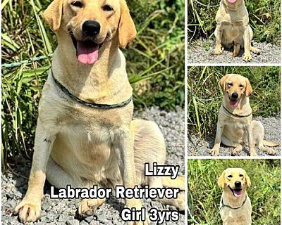 Lizzy from Korea - Labrador Retriever Female Dog for Adoption