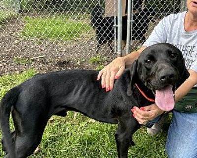 Rocco - Labrador Retriever/Hound (Unknown Type) Mix Male Dog for Adoption