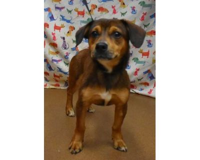 Dean - Miniature Dachshund/Mixed Breed (Medium) Mix Male Dog for Adoption