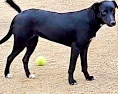 Ruby - Black Labrador Retriever & Border Collie Mix Female Dog for Adoption