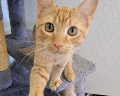 Ginger - Female Kitten Domestic Cat for Adoption