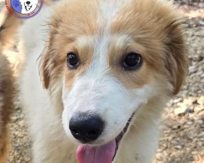 ** Tune in to our Facebook page (Great Pyrenees Rescue Society - GPRS) every Sunday at 3pm CT to see our dogs LIVE! You can also find previous episodes on our YouTube channel (@gprspyrs). If you would like a specific dog to be featured on our show, please email us at info@greatpyreneesrescuesociety.org. ** Tator may share her name with a tasty side dish, but she s the main course when it comes ...