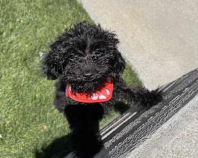 DOB 3\/17\/25: OZZY - Miniature Poodle/Maltipoo Mix Male Puppy for Adoption