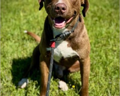 Harlow - Male Puppy Lab / American Staffordshire Terrier for Adoption