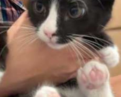 Oreo - Domestic Shorthair Female Cat for Adoption