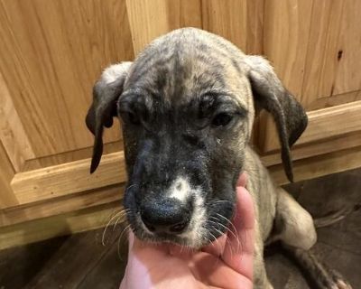 3 purebred Great Dane puppies for sale