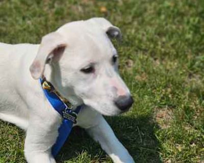Crissy - Labrador Retriever/Great Pyrenees Mix Female Puppy for Adoption