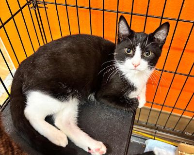 Child. Black (all). Meet Teriyaki - a sweet black-and-white kitten with a gentle soul. A little shy at first, Teriyaki warms up slowly and loves the company of other cats, often seeking them out for cuddles and confidence. She enjoys soft toys and the comfort of a calm, patient home where she can come out of her shell at her own pace. Adoption process Our adoption procedure is as follows: all p...
