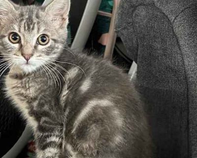Penelope - American Shorthair Female Cat for Adoption