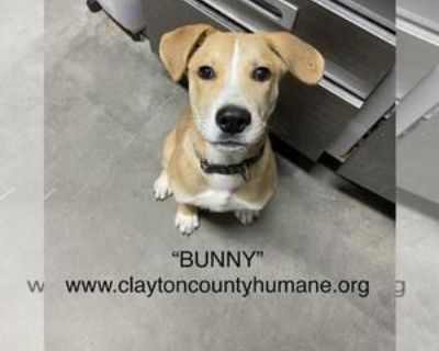 Adult * Location McDonough, GA, 30248 USA USA *. Dog Breed: Labrador Retriever / Terrier / Mixed (short coat). Adoption Fee: 250. "Courtesy Post" This is not a Street Paws animal but we are assisting with placing a pet. Adoptions are limited to an approximately 150 mile radius from Locust Grove, GA, certain circumstances may allow exceptions. Bunny is a super sweet, friendly and playful puppy. ...