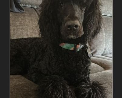 Coal - Male Puppy Poodle for Adoption
