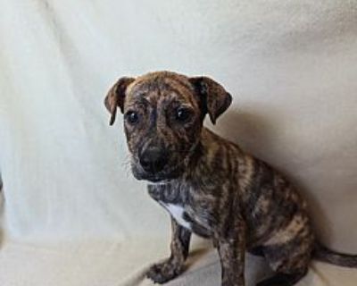 Riot - Labrador Retriever Female Puppy for Adoption