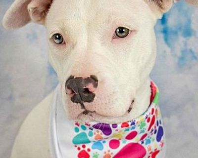 Tippy - American Bulldog Female Dog for Adoption