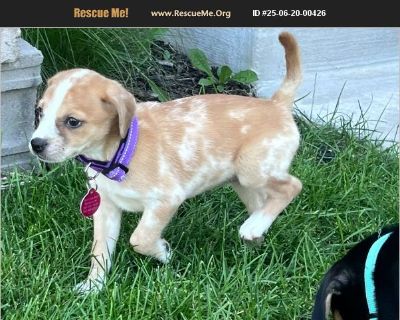 Kourtney - Female Puppy Catahoula mix for Adoption