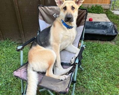 Meet Abbey - the happy, playful, and oh-so-smart girl you've been waiting for! This gorgeous 1-2-year-old, 70-lb German Shepherd mix is as friendly as they come. Abbey loves everyone she meets - dogs, people, and anyone willing to toss her favorite ball! She's a natural fetch champion who brings the ball back gently every time, showing off both her manners and her big heart. Abbey already knows...