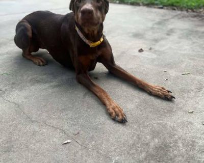 Meet Lola The Loyal Heart Who Waited for Love Lola is a beautiful 7-year-old Doberman mix with eyes full of love and a spirit that defines loyalty. After her owner passed away, Lola spent nearly a year faithfully waiting at her home, hoping her person would return cared for by a kind neighbor who made sure she was fed and safe. Her devotion is the kind of love that can t be taught it s simply w...