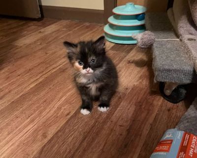 11 weeks female she eats wet and dry food .Training for litter box