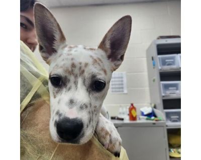 Earthworm - Australian Cattle Dog/Mixed Breed (Medium) Mix Male Puppy for Adoption