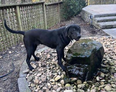 Hunter Hays - Labrador Retriever & Great Dane Mix Male Dog for Adoption