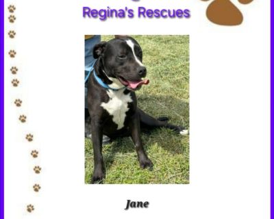 Jane - Pit Bull Terrier & Black Labrador Retriever Mix Female Dog for Adoption