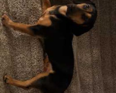 Luna - Basset Hound/German Shepherd Dog Mix Female Dog for Adoption