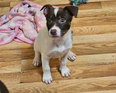 Mokey - Pit Bull Terrier Female Puppy for Adoption