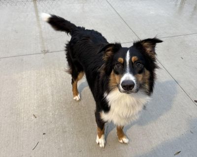 Breed: Australian Shepherd Age: 8 months (as of 11/18/25) Gender: Male Weight: Approx. 45-50lbs Energy Level: High Adoption Fee: $450 + $50 refundable deposit Am I good with: Cats: We can test upon request Dogs: Yes (meet and greet required) Children: 8+, he likes to herd children About me: Elf is an Australian Shepherd who s every bit the spirited herder his breed is known to be. Friendly, pla...