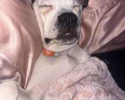 Bubba - Boxer Male Puppy for Adoption