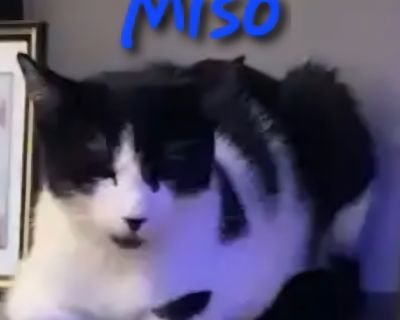 Miso - Domestic Short Hair Mix Male Cat for Adoption