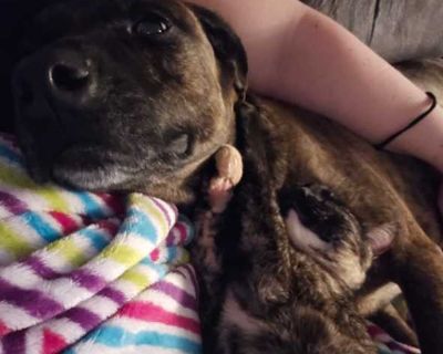 Lily - Coonhound Female Dog for Adoption