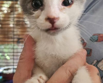 Wardell - Domestic Short Hair Mix Male Cat for Adoption