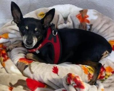 Professor - Miniature Pinscher Male Dog for Adoption