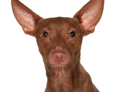 George - Miniature Pinscher & Chihuahua Mix Male Dog for Adoption