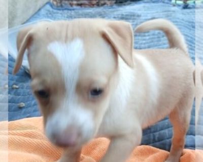 Chihuahua Puppy - Male Chihuahua Puppy for Sale