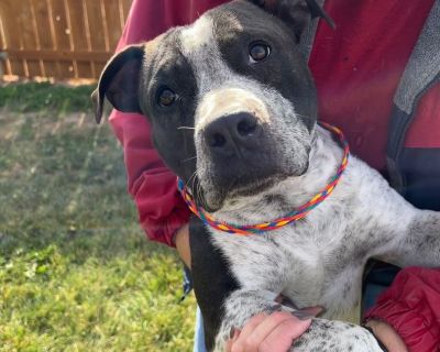 American bulldog and store blue heeler mix