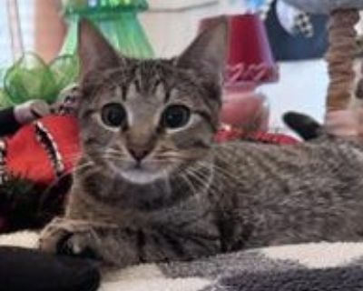 Andie - Domestic Short Hair & Tabby Mix Male Cat for Adoption