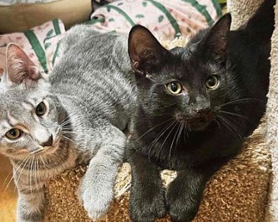 Kaden & Clark (Bonded Siblings) - Polydactyl/Hemingway Mix Male Cat for Adoption