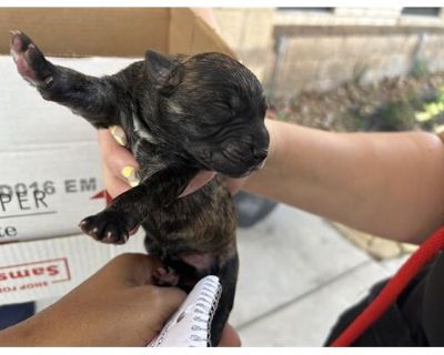 A623835 - Belgian Malinois Male Puppy for Adoption