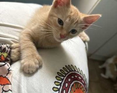 Tangerine - Calico Male Cat for Adoption