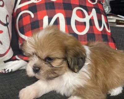 Jordan - Shih Tzu Puppy For Sale in Pennsylvania