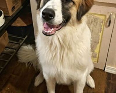 St bernard hot sale craigslist