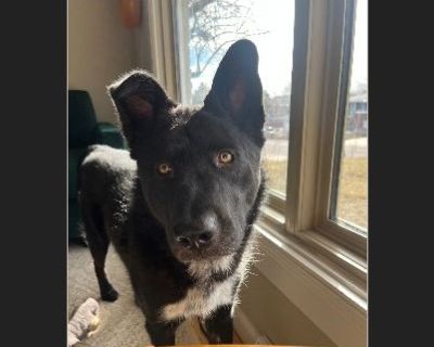 River - Australian Cattle Dog / German Shepherd Male Puppy