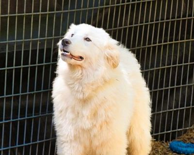 Tobin - Great Pyrenees Male Dog for Adoption