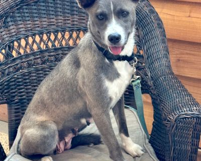 Marca - Australian Cattle Dog / Blue Heeler Female Dog for Adoption