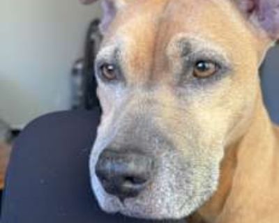 Willow - Mutt Female Dog for Adoption