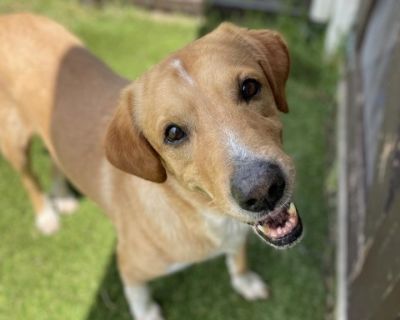 Old Yeller - Golden Retriever & Labrador Retriever Mix Male Dog for Adoption