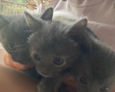 Russian Blue X - Russian Blue Male Kitten For Sale