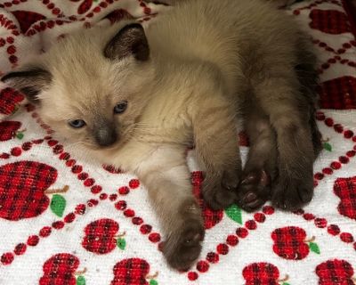 Oscar - Domestic Short Hair Male Cat for Adoption