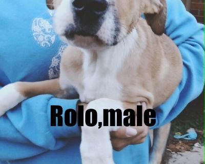 Rolo - Hound Male Puppy for Adoption