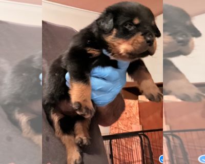 Litter - Rottweiler Male Puppy for Sale